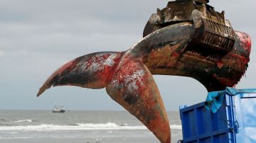 Imagen de una ballena muerta en una playa de Béligica