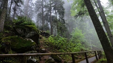Selva Negra