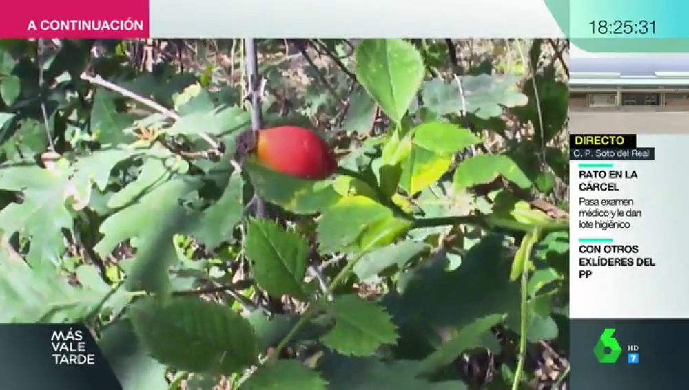 Rosa Canina Tomillo Gordolobo Moras Para Que Sirve Cada