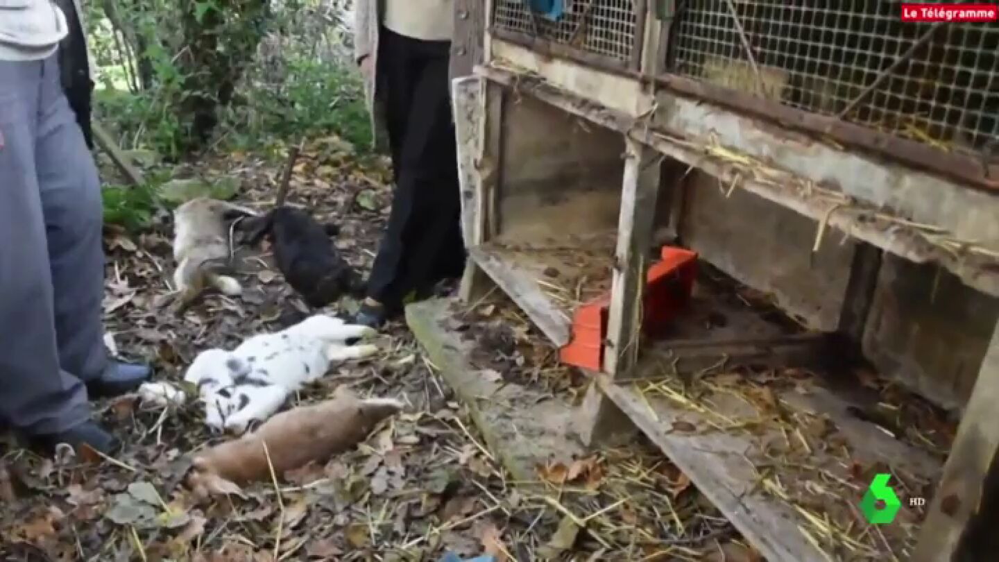 Imagen de conejos asesinados por un hombre que est&aacute; en b&uacute;squeda y captura