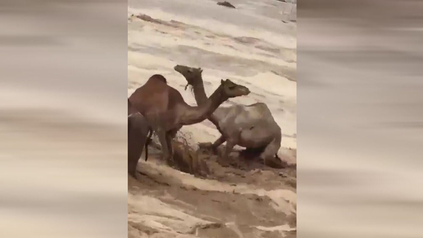 Camellos en mitad de una inundaci&oacute;n en Arabia Saud&iacute;