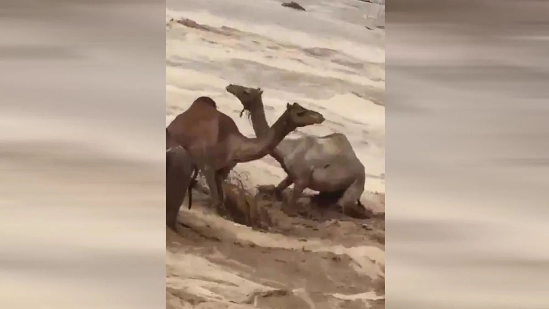 Camellos en mitad de una inundación en Arabia Saudí