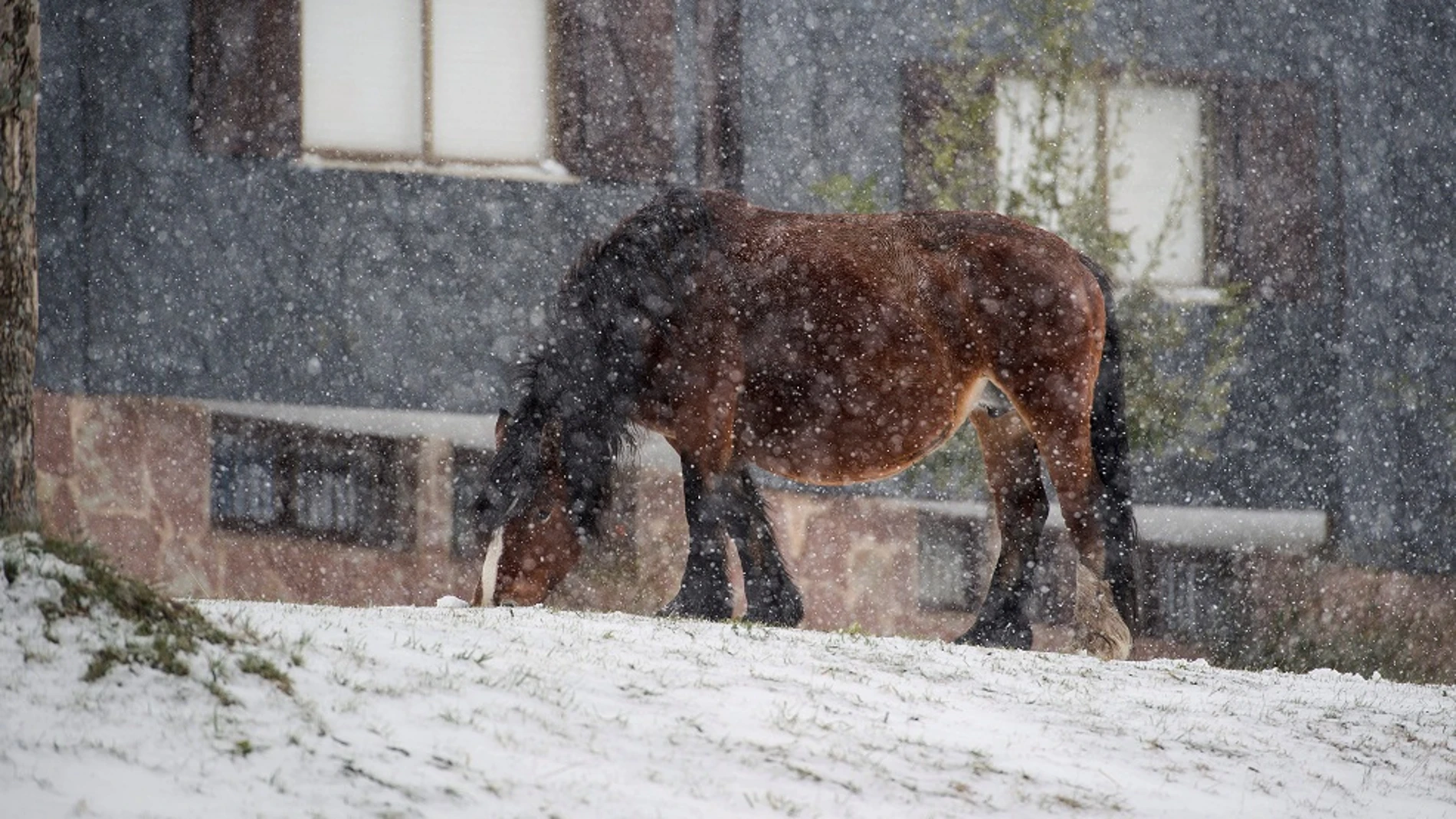 Un caballo pasta bajo la nieve caída en la localidad cántabra de Brañavieja