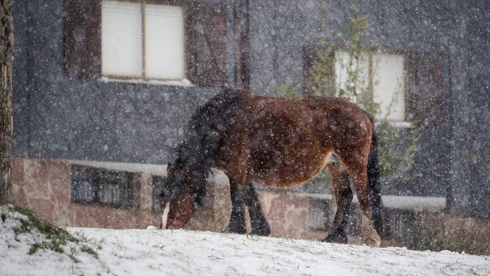 Un caballo pasta bajo la nieve caída en la localidad cántabra de Brañavieja