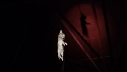 Gatito ahorcado en el madrile&ntilde;o barrio de Vallecas