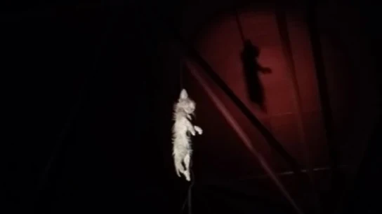 Gatito ahorcado en el madrileño barrio de Vallecas Gatito ahorcado en el madrileño barrio de Vallecas