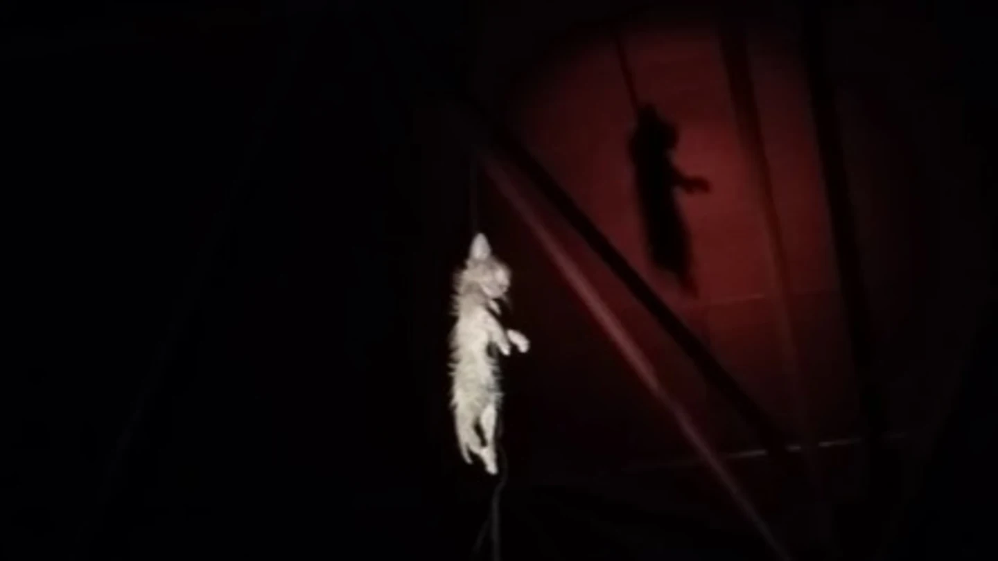 Gatito ahorcado en el madrileño barrio de Vallecas Gatito ahorcado en el madrileño barrio de Vallecas