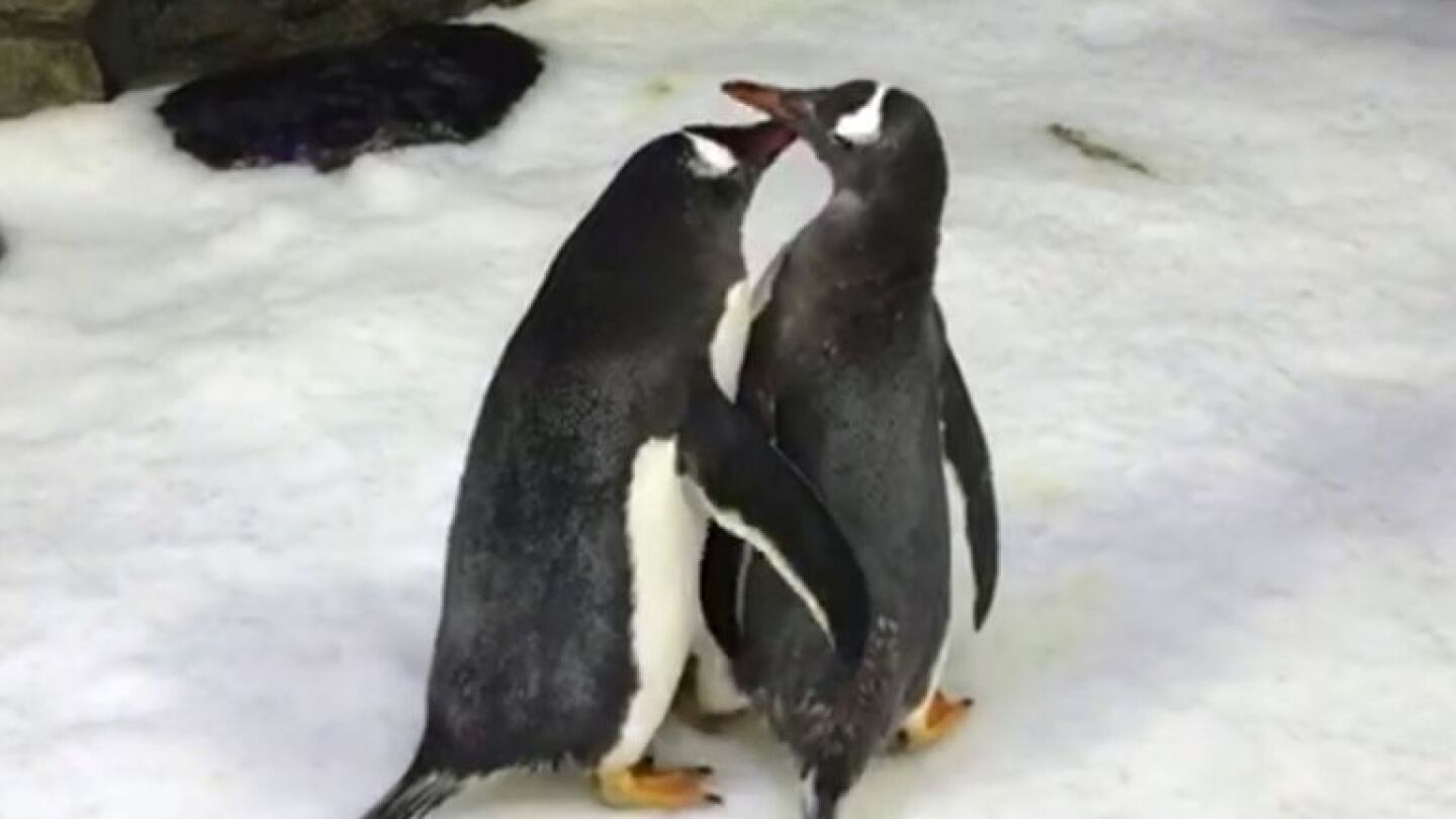 Dos ping&uuml;inos gays