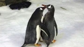 Dos pingüinos gays