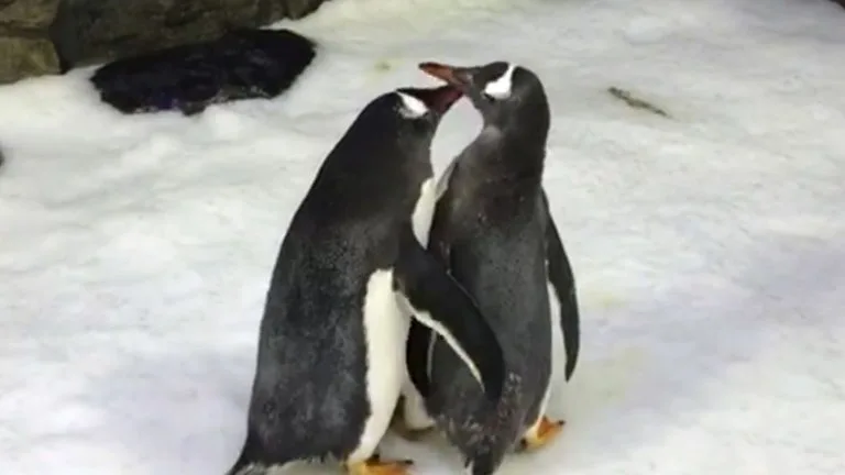 Dos pingüinos gays