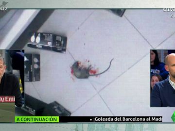 Rata muerta en la residencia de Babilafuente Rata muerta en la residencia de Babilafuente