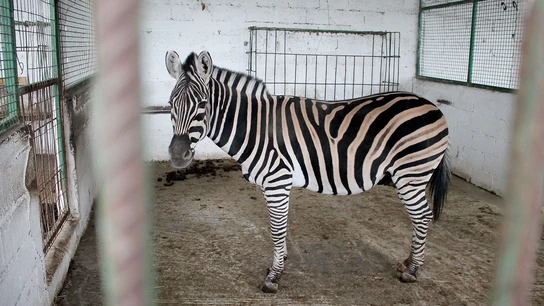 Imagen de la cebra rescatada de un zoo en la localidad albanesa de Fier Imagen de la cebra rescatada de un zoo en la localidad albanesa de Fier