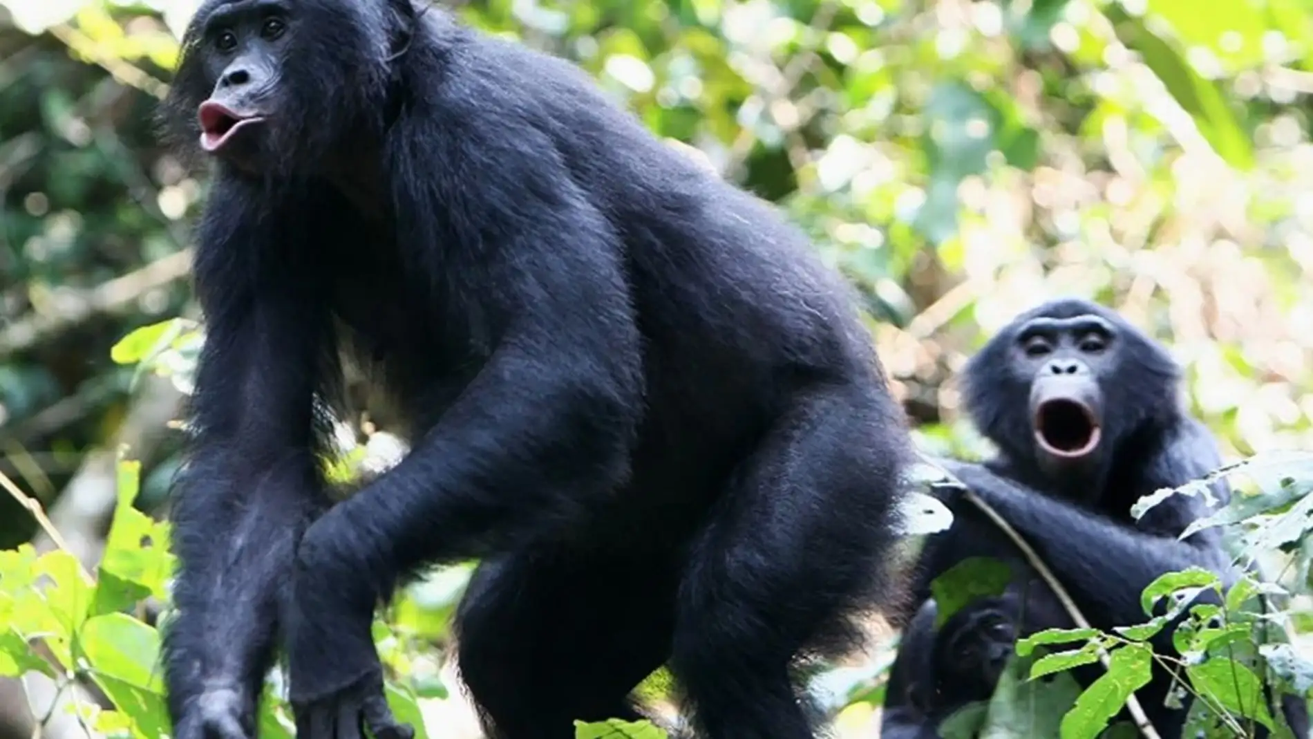 La voz de los bonobos les hace parecer mas pequenos