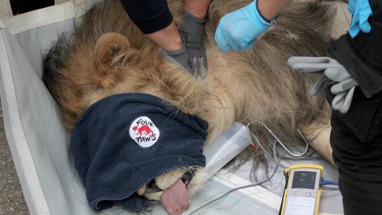 Imagen del león rescatado de un zoológico de Albania Imagen del león rescatado de un zoológico de Albania