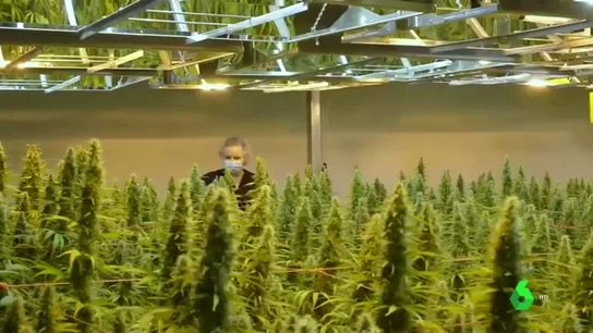 Beneficios económicos VS. consecuencias en la salud: los efectos que tendría la legalización del cannabis en España Beneficios económicos VS. consecuencias en la salud: los efectos que tendría la legalización del cannabis en España