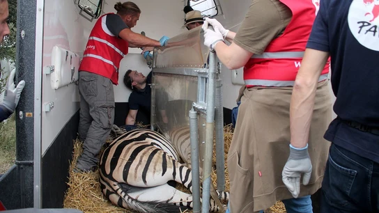Imagen del momento del rescate de una cebra por la ONG 'Four Paws' Imagen del momento del rescate de una cebra por la ONG 'Four Paws'