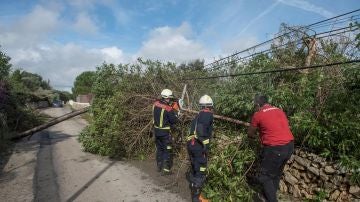 Efectivos del cuerpo de bomberos retiran un árbol caído en la zona de la urbanización La Argentina