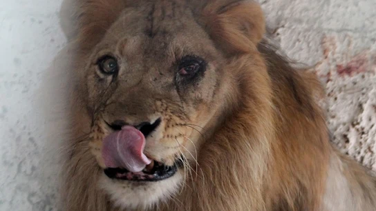 Imagen del león rescatado del zoo del Albania Imagen del león rescatado del zoo del Albania