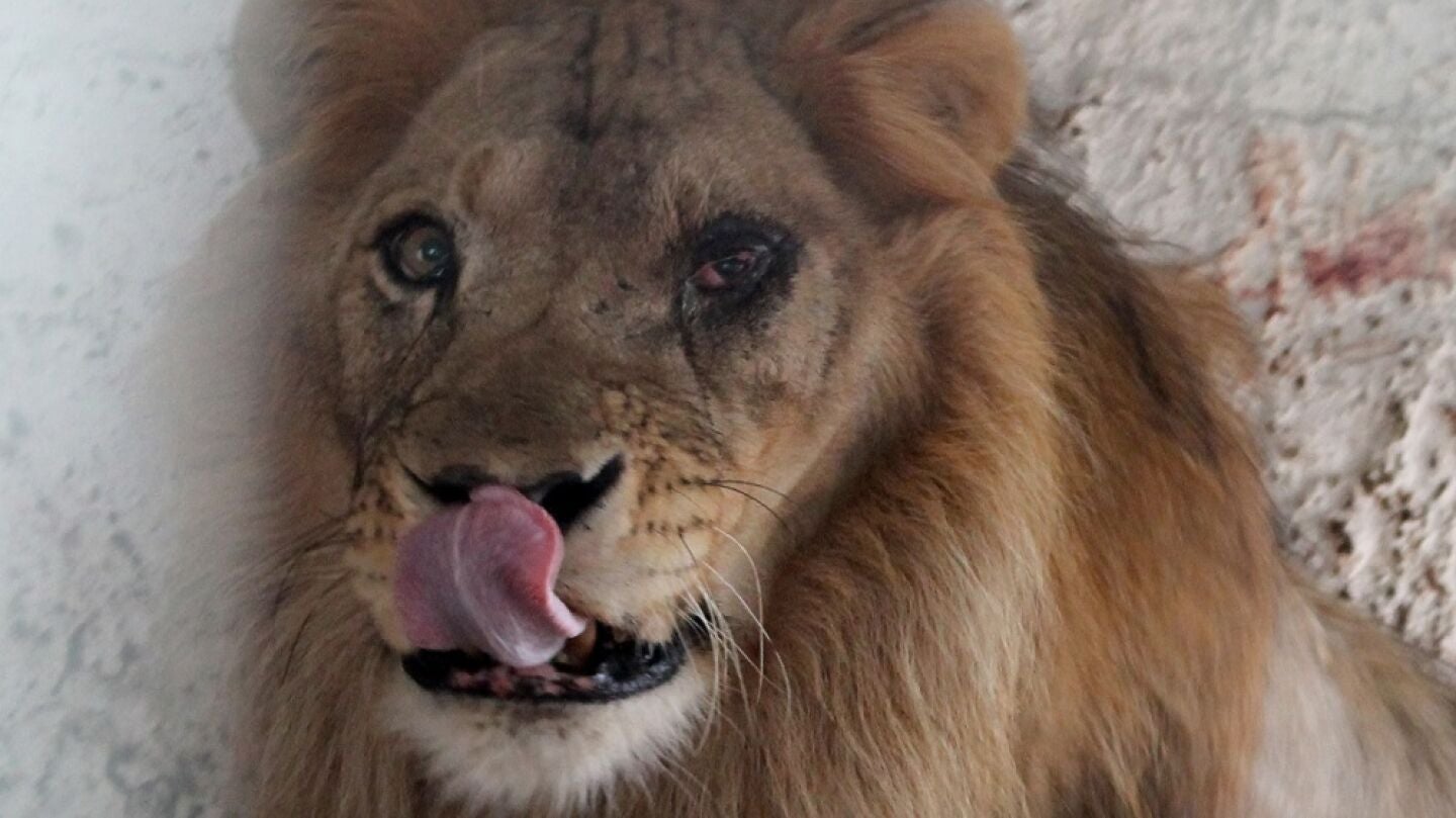Imagen del le&oacute;n rescatado del zoo 