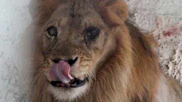Imagen del león rescatado del zoo del Albania