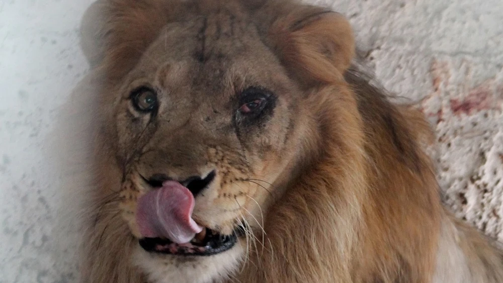 Imagen del león rescatado del zoo del Albania