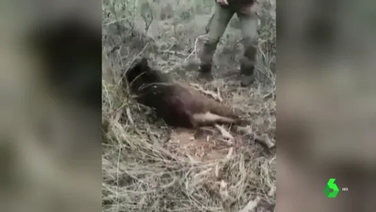 Impactantes imágenes: un cazador tortura y ejecuta a un jabalí tras una larga agonía Impactantes imágenes: un cazador tortura y ejecuta a un jabalí tras una larga agonía