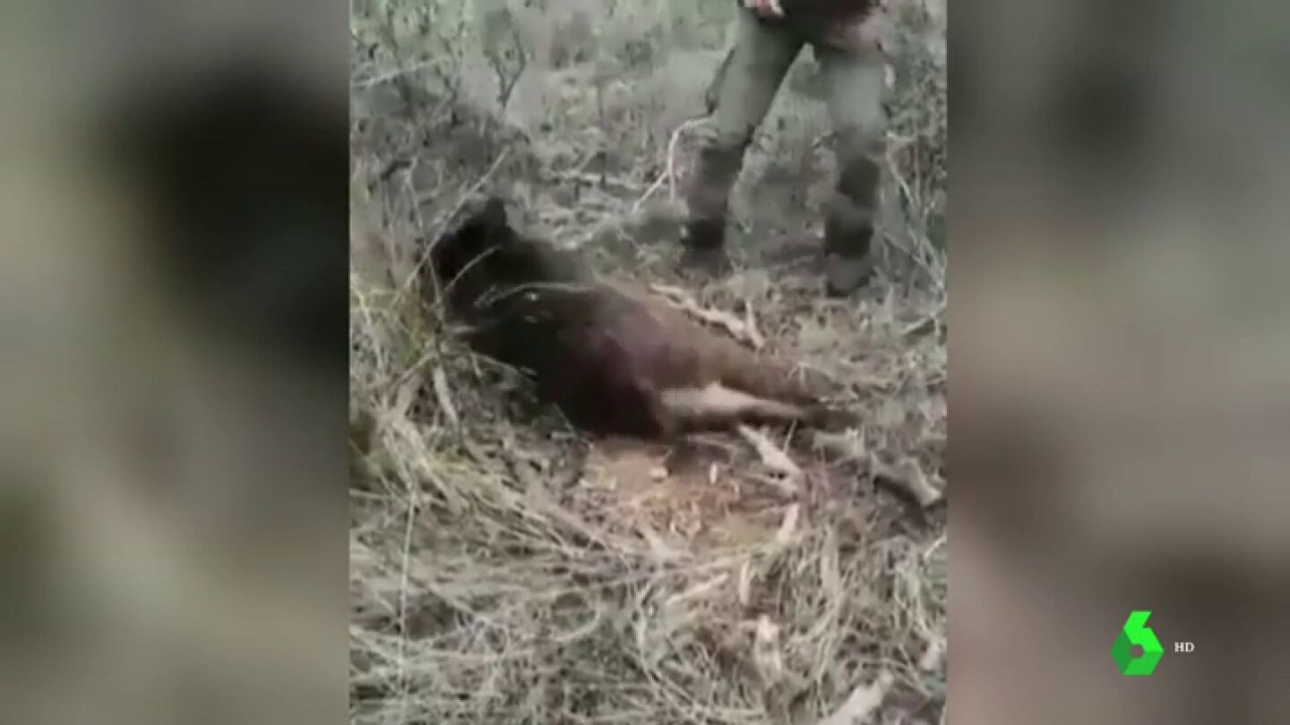 Impactantes im&aacute;genes: un cazador tortura y ejecuta a un jabal&iacute; tras una larga agon&iacute;a