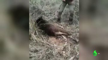 Impactantes imágenes: un cazador tortura y ejecuta a un jabalí tras una larga agonía