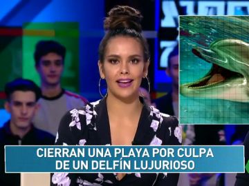 "Cierran una playa por culpa de un delfín lujurioso": el 'Zapcheck' de Cristina Pedroche pone a prueba a los zapeadores "Cierran una playa por culpa de un delfín lujurioso": el 'Zapcheck' de Cristina Pedroche pone a prueba a los zapeadores