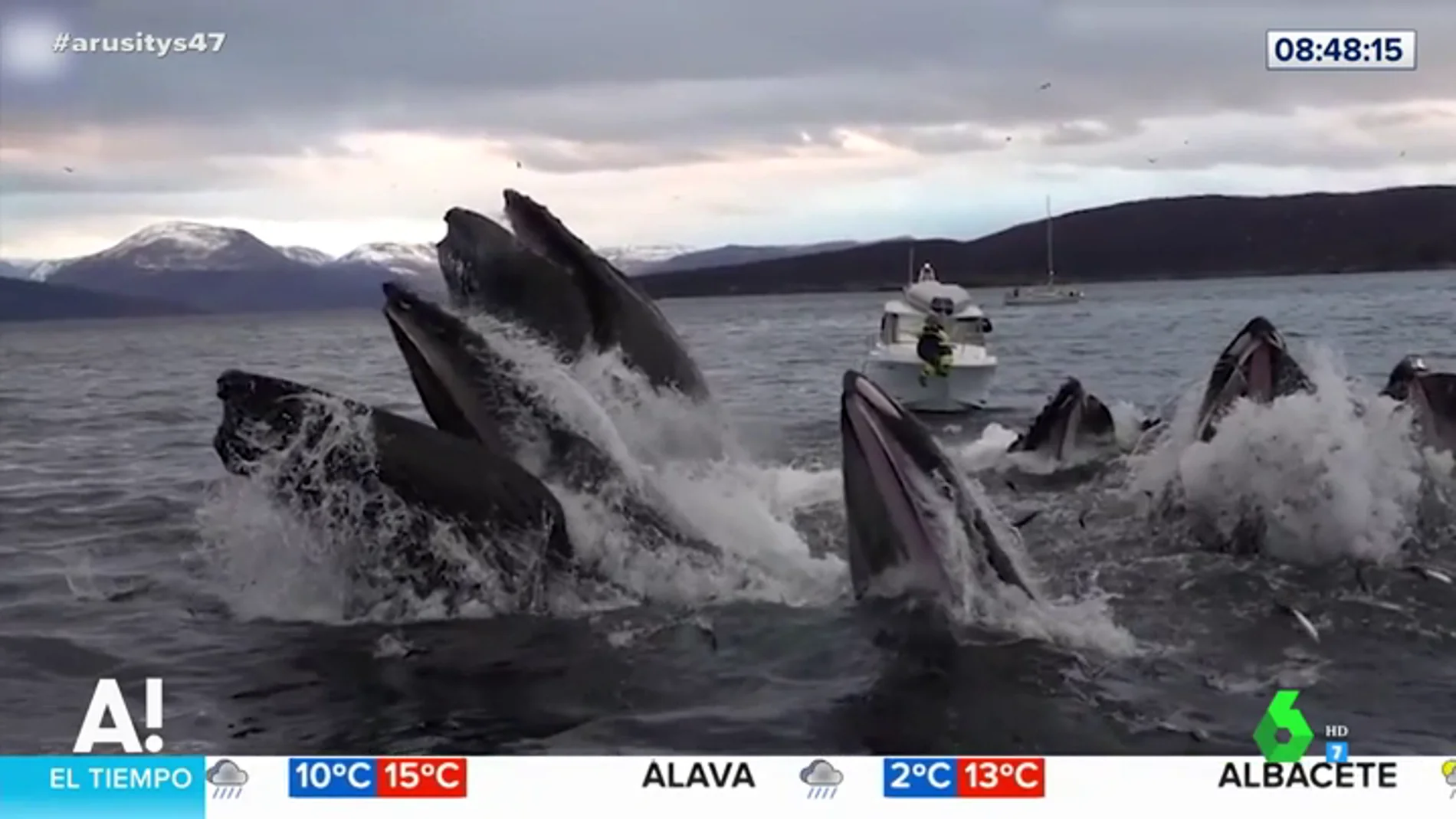El espectacular vídeo de una manada de ballenas saliendo a la superficie a comer 