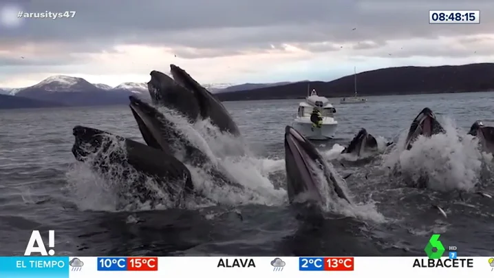 El espectacular vídeo de una manada de ballenas saliendo a la superficie a comer 