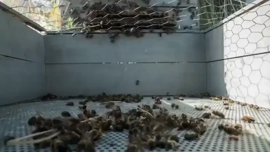 'El silencio de las abejas', este viernes en Equipo de Investigación 'El silencio de las abejas', este viernes en Equipo de Investigación