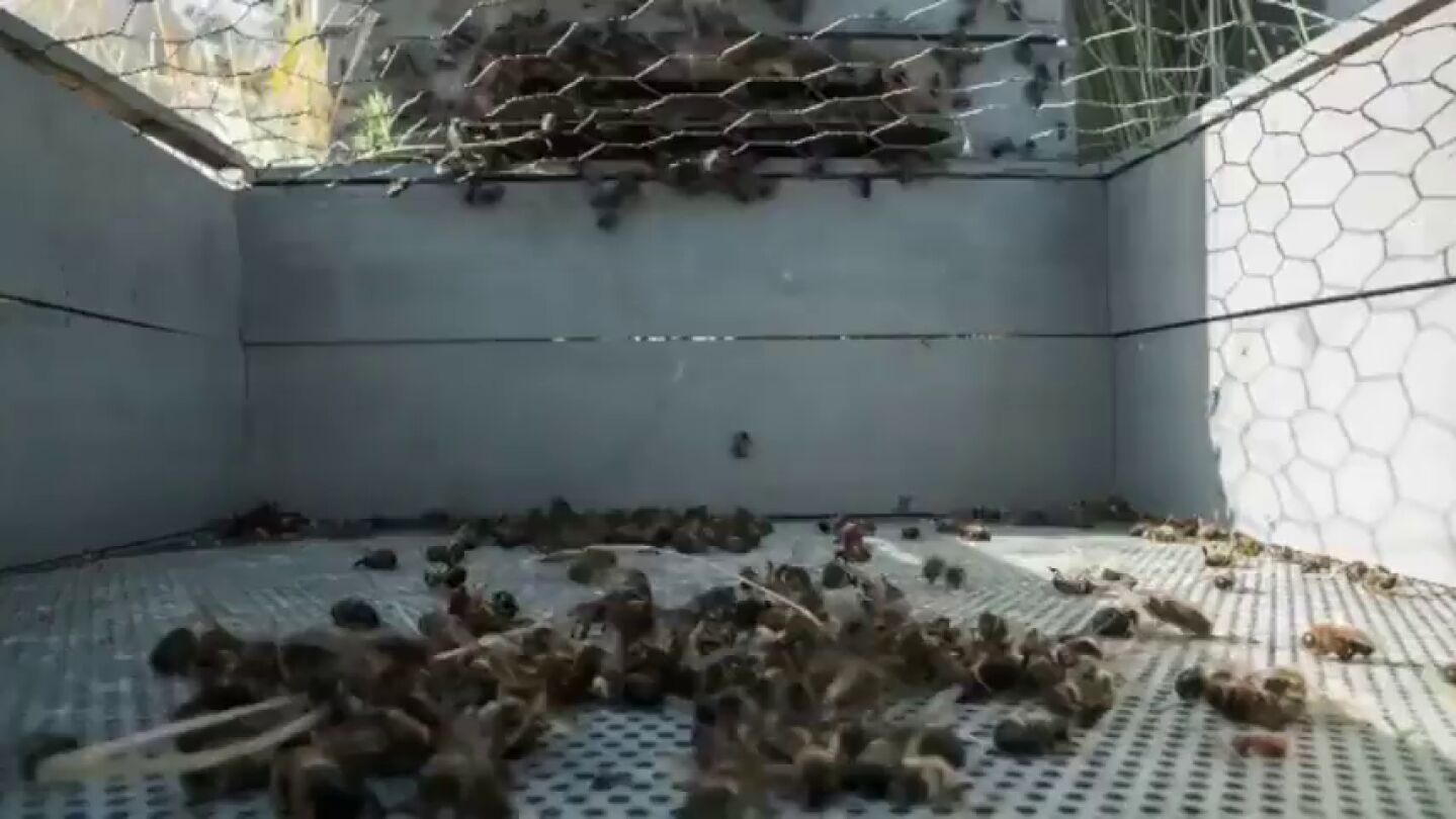 'El silencio de las abejas', este viernes en Equipo de Investigaci&oacute;n 