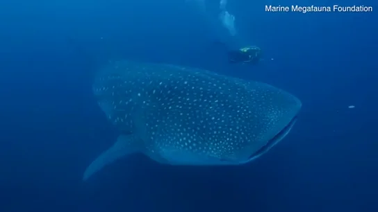 Así es la primera ecografía a un tiburón ballena Así es la primera ecografía a un tiburón ballena