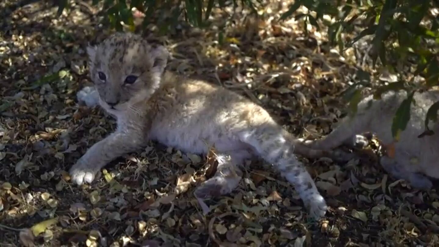 Una veterinaria espa&ntilde;ola logra el primer nacimiento de dos leones con inseminaci&oacute;n artificial