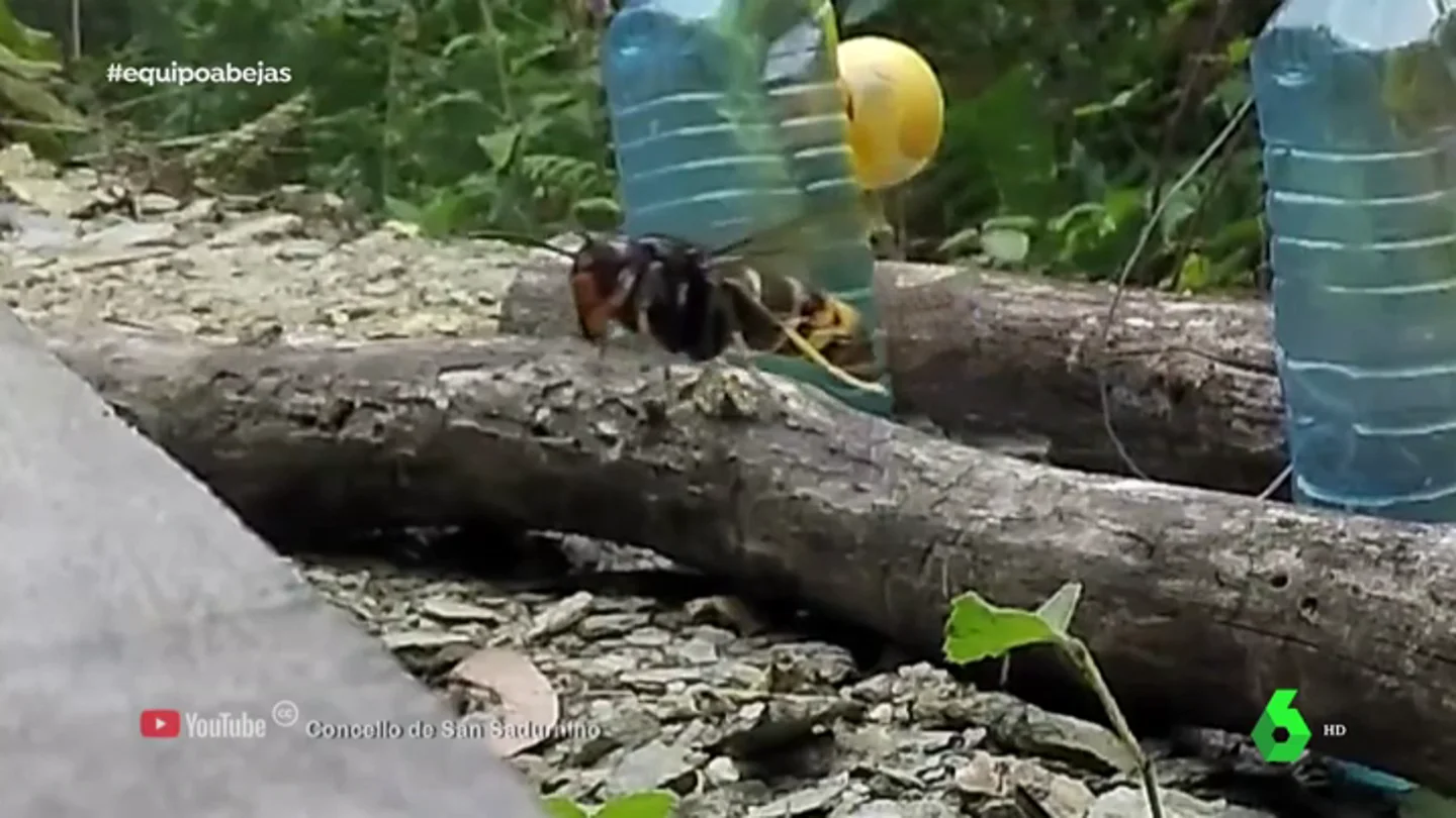Así ataca la avispa asiática, el mayor enemigo de nuestras abejas: "Las decapita" Así ataca la avispa asiática, el mayor enemigo de nuestras abejas: "Las decapita"