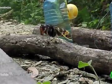 Así ataca la avispa asiática, el mayor enemigo de nuestras abejas: "Las decapita" Así ataca la avispa asiática, el mayor enemigo de nuestras abejas: "Las decapita"