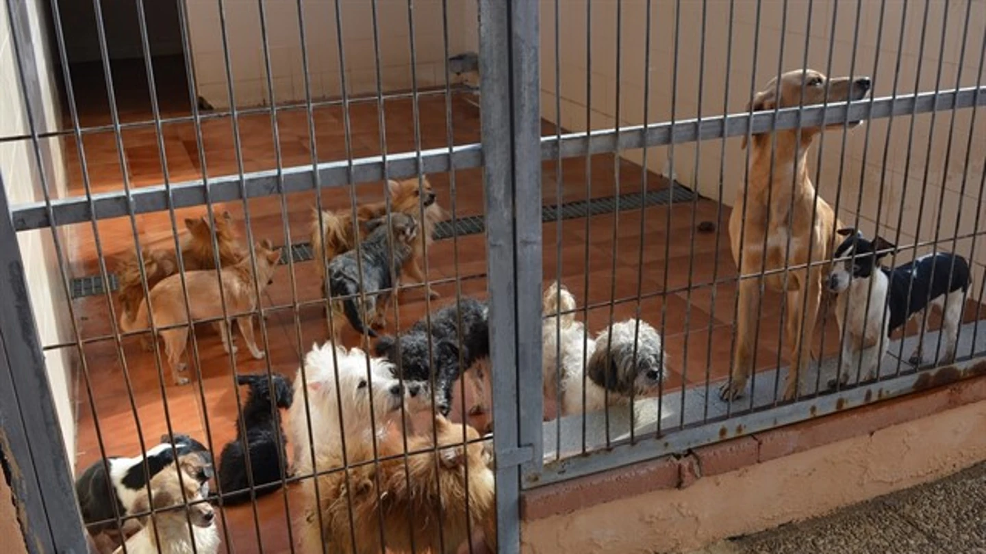 Algunos de los perros que necesitan adopción Algunos de los perros que necesitan adopción