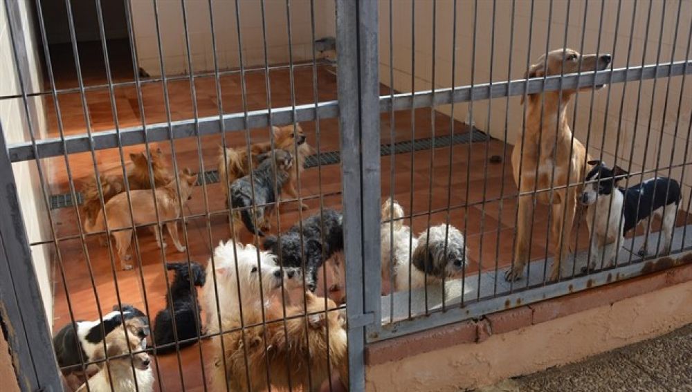 metodología cáscara pluma Se buscan familias de adopción para los 56 perros rescatados tras ser  brutalmente maltratados en Alicante