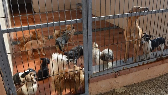 Algunos de los perros que necesitan adopción