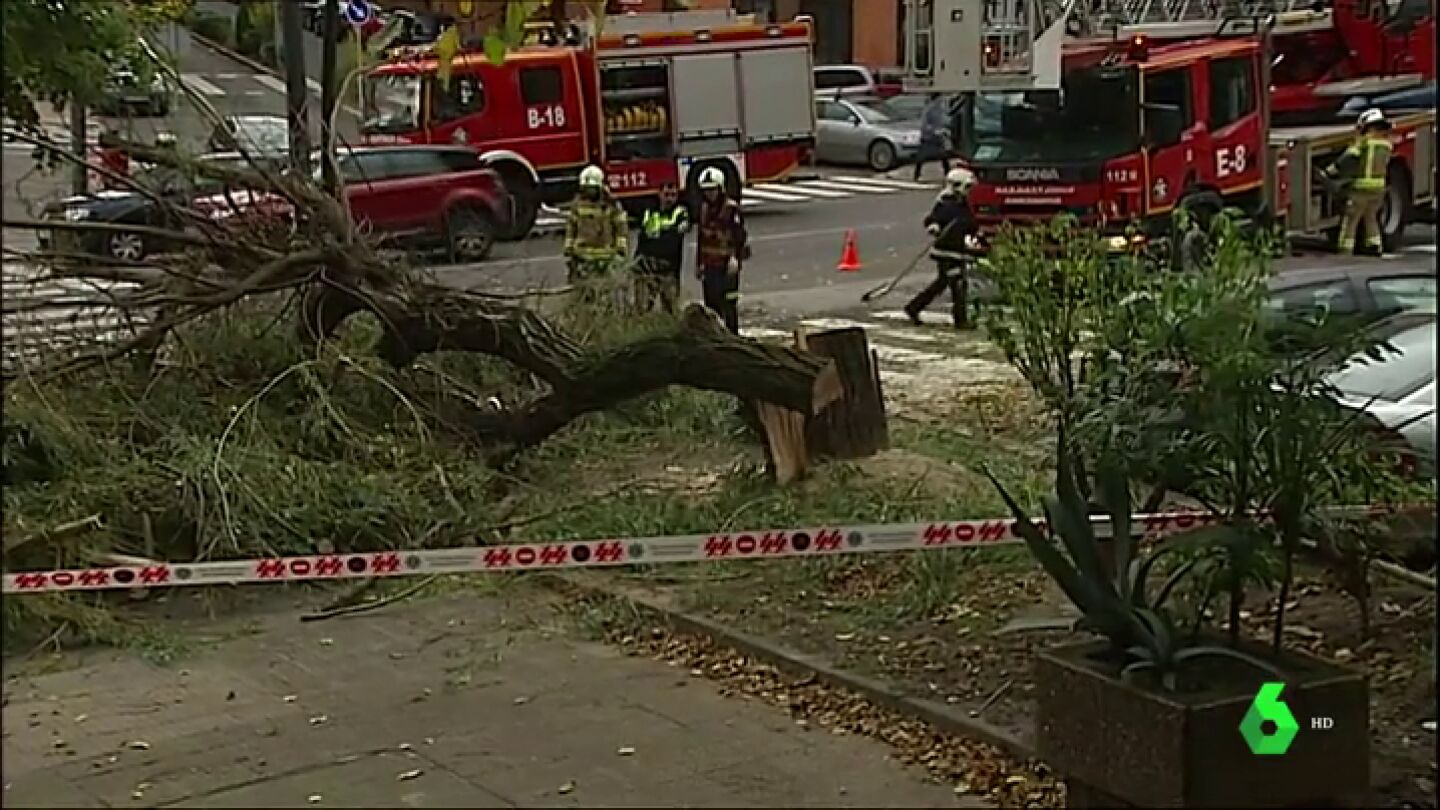 Las fuertes rachas de viento derriban un &aacute;rbol en Getxo