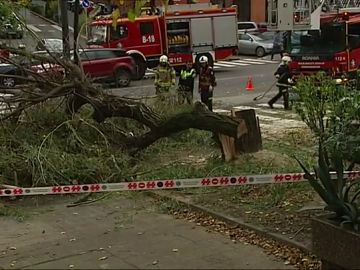 Las fuertes rachas de viento derriban un árbol en Getxo Las fuertes rachas de viento derriban un árbol en Getxo