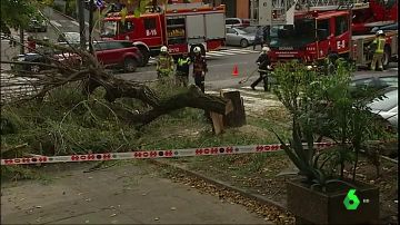Las fuertes rachas de viento derriban un árbol en Getxo