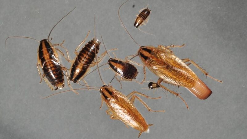 Las cucarachas se han vuelto resistentes a los pesticidas
