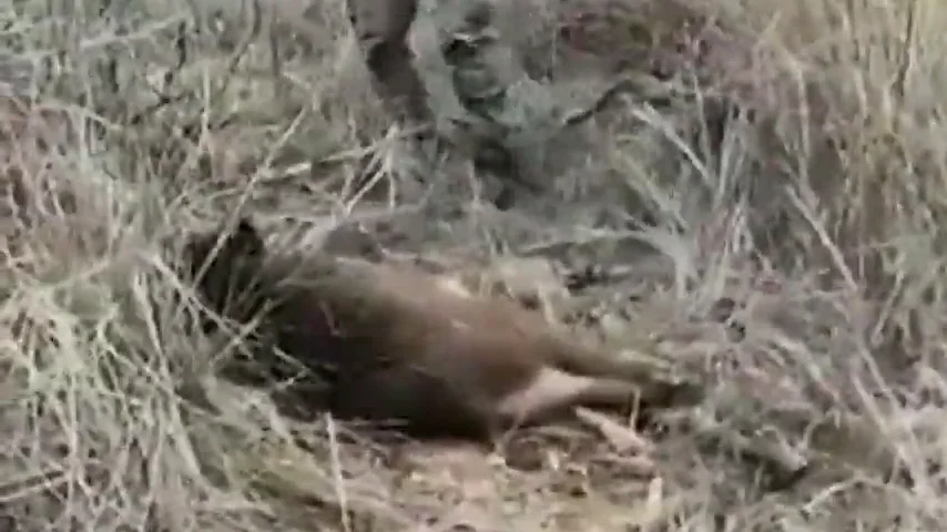 El indignante vídeo en el que un cazador tira piedras a un jabalí moribundo mientras hace bromas por teléfono