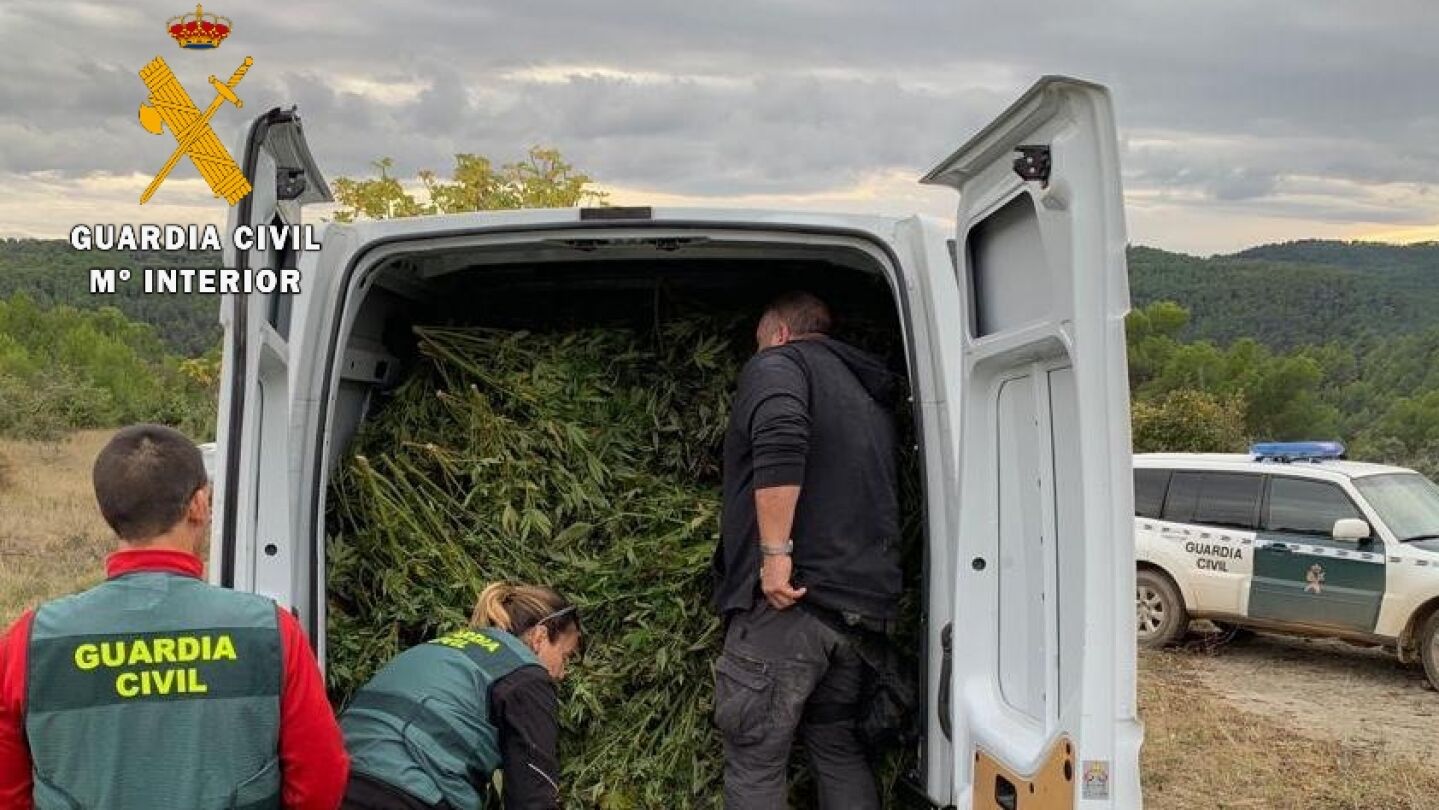 Parte de las plantas de marihuana intervenidas 