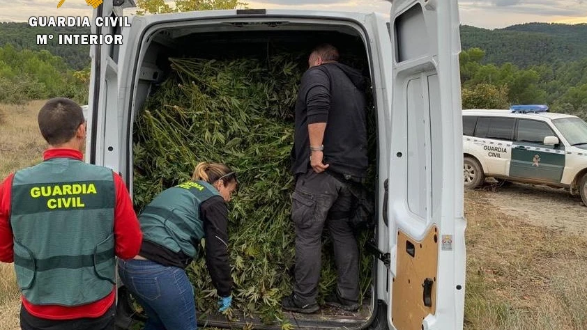 Parte de las plantas de marihuana intervenidas 