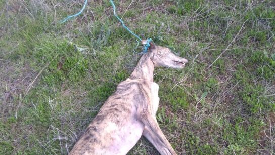  El Seprona investiga el hallazgo de una galga ahorcada en Rociana del Condado
