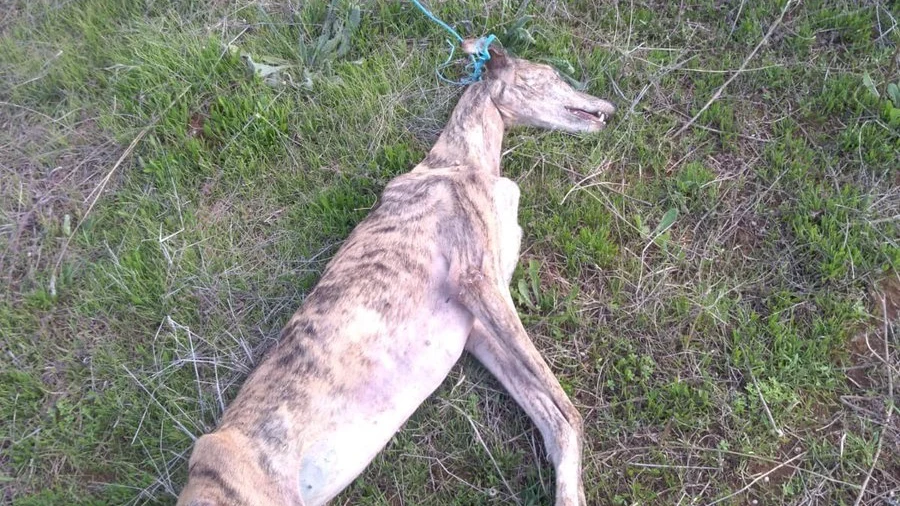  El Seprona investiga el hallazgo de una galga ahorcada en Rociana del Condado