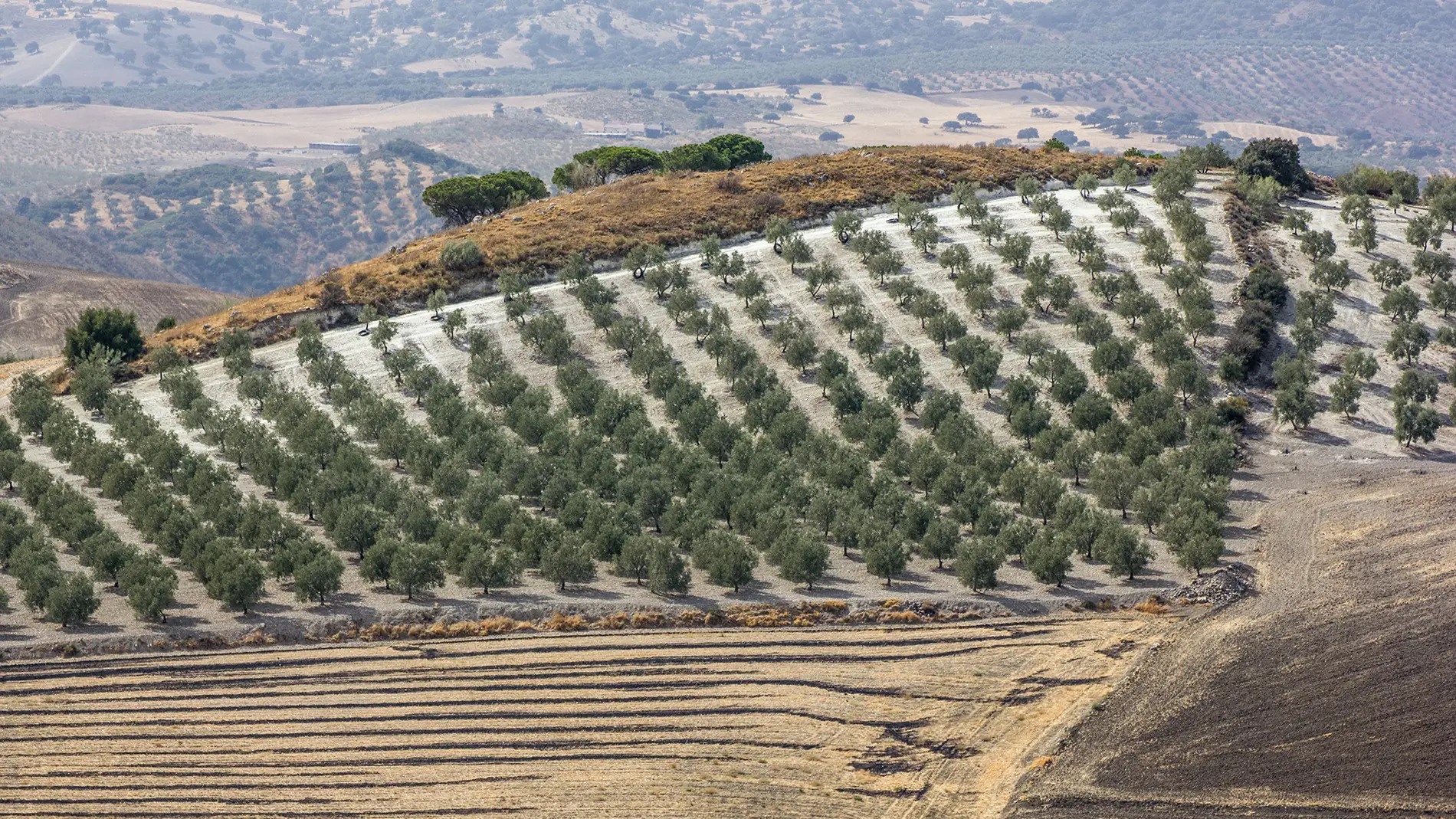 La tierra cultivada en Espana es insuficiente para abastecer el consumo del pais